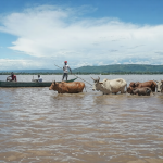 Livestock walking through floodwaters in Kisumu County during Kenya flood disaster