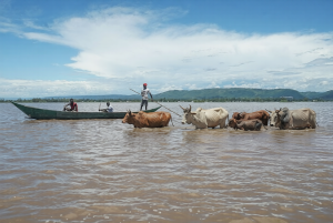 Livestock walking through floodwaters in Kisumu County during Kenya flood disaster