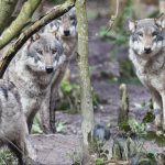 Wolf pack resting together inside a wildlife park enclosure in the UK