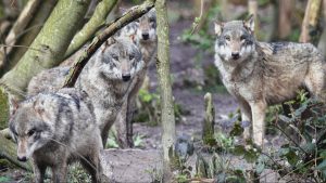 Wolf pack resting together inside a wildlife park enclosure in the UK
