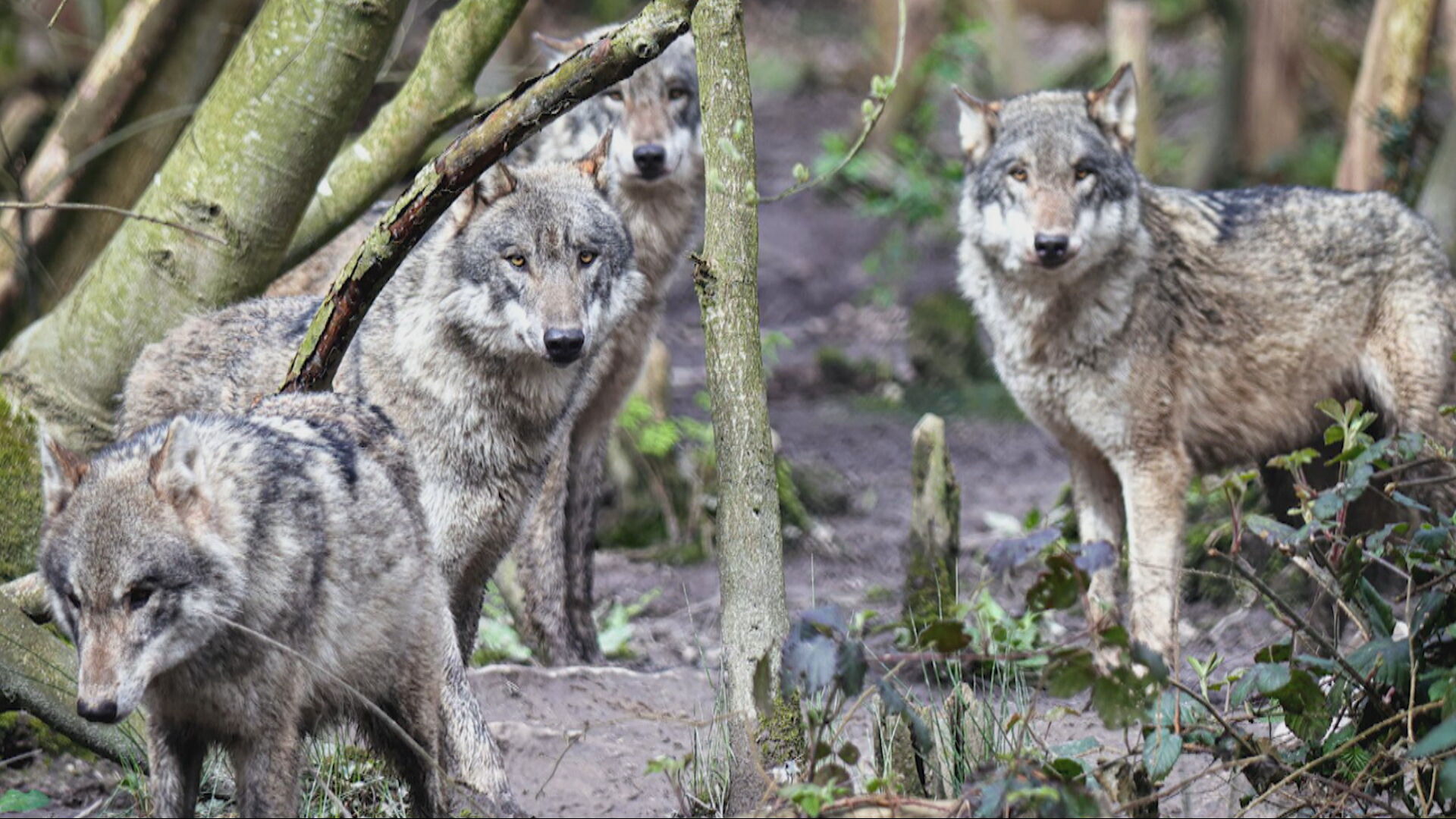 Wolf pack resting together inside a wildlife park enclosure in the UK
