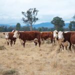 Herd of grass-fed beef cattle grazing with calves – Australian farmers and EU free trade impact