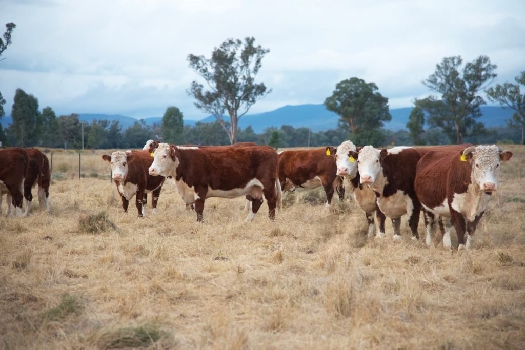 Herd of grass-fed beef cattle grazing with calves – Australian farmers and EU free trade impact
