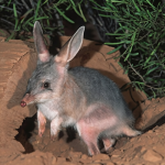 Bilby (Macrotis lagotis) rabbit-sized endangered marsupial in Australia