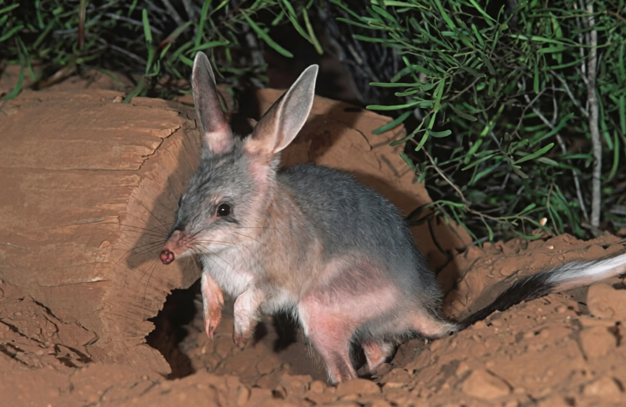 Bilby (Macrotis lagotis) rabbit-sized endangered marsupial in Australia